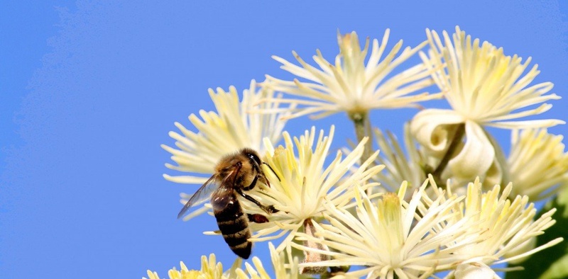 bee..utiful day:D by Denis Srebot