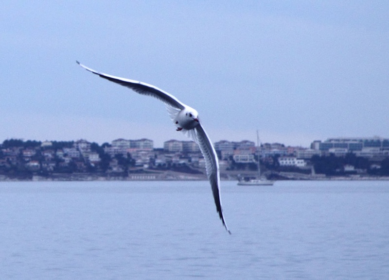 Galeb by MarkoV