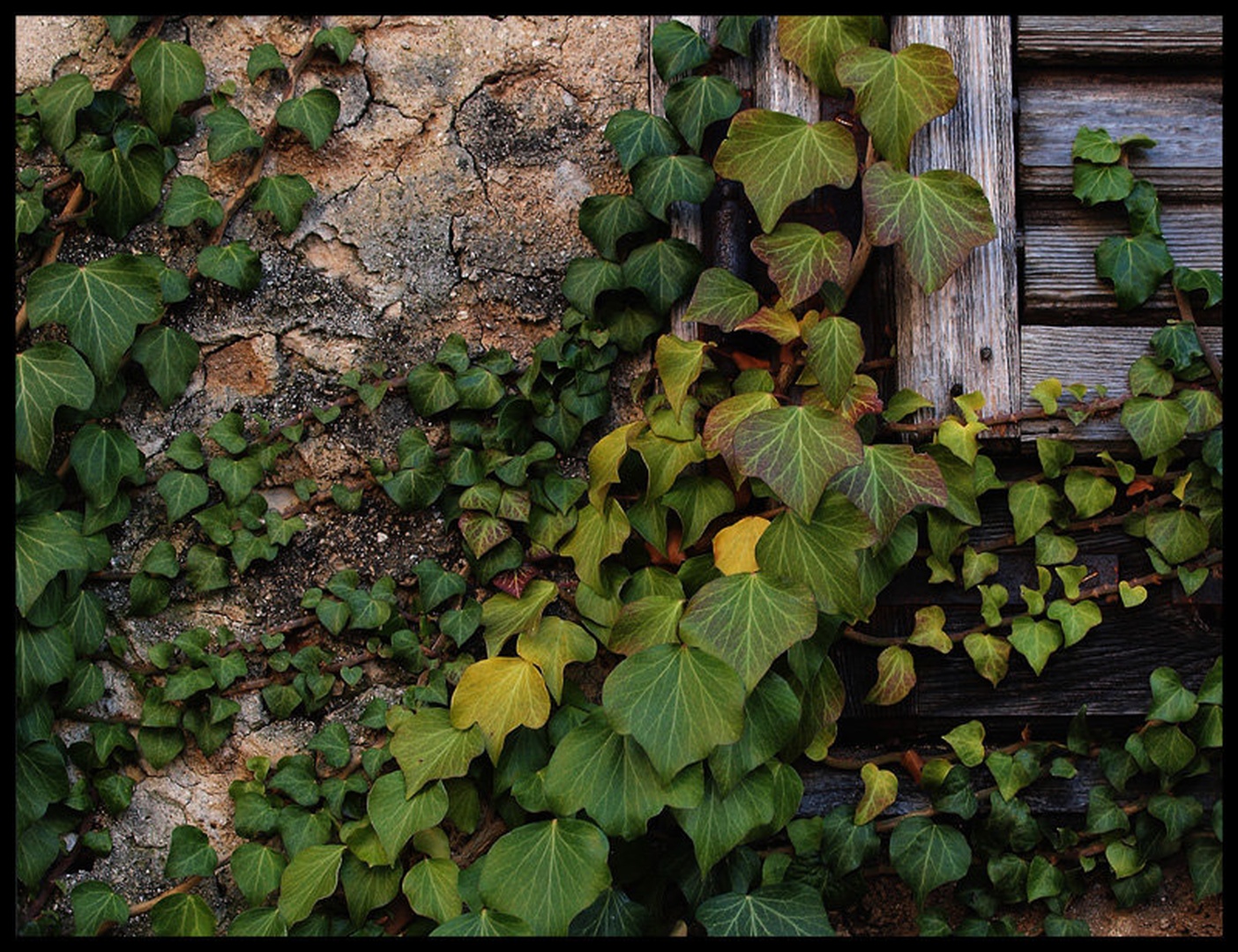 Okno by