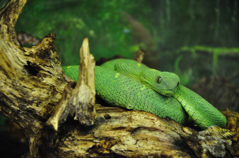 Kača, Reptile ZOO by Sara