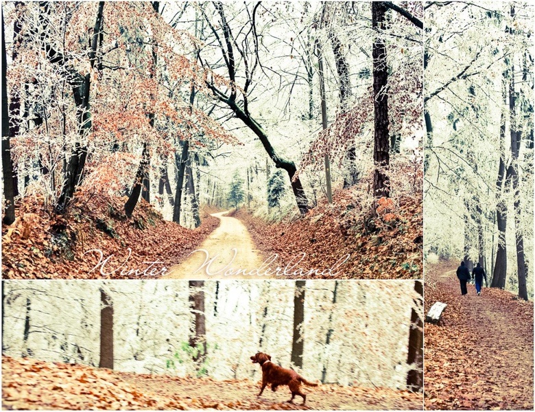 Winter wonderland by Sara