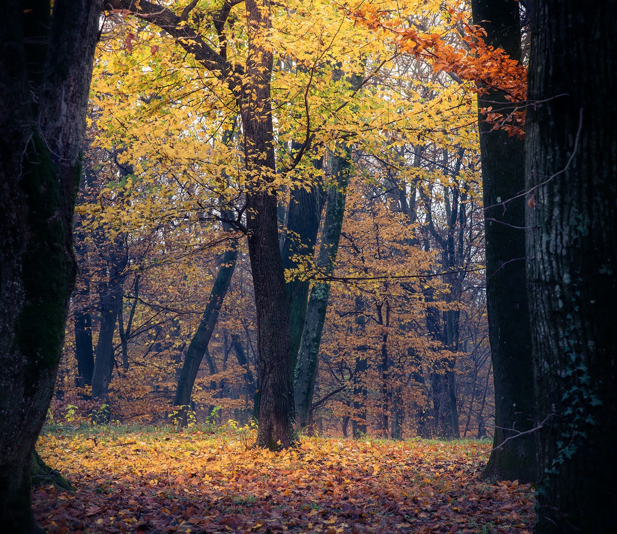 1x by Kostja Prinčič