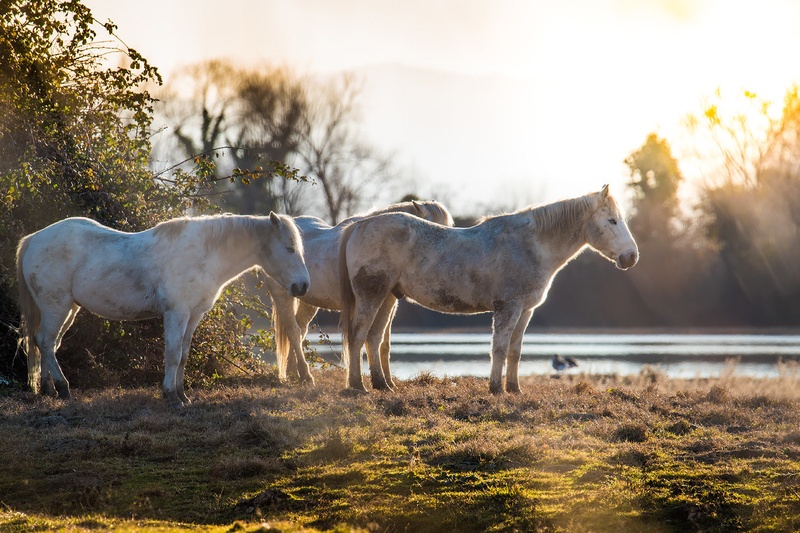 camargue by Kostja Prinčič