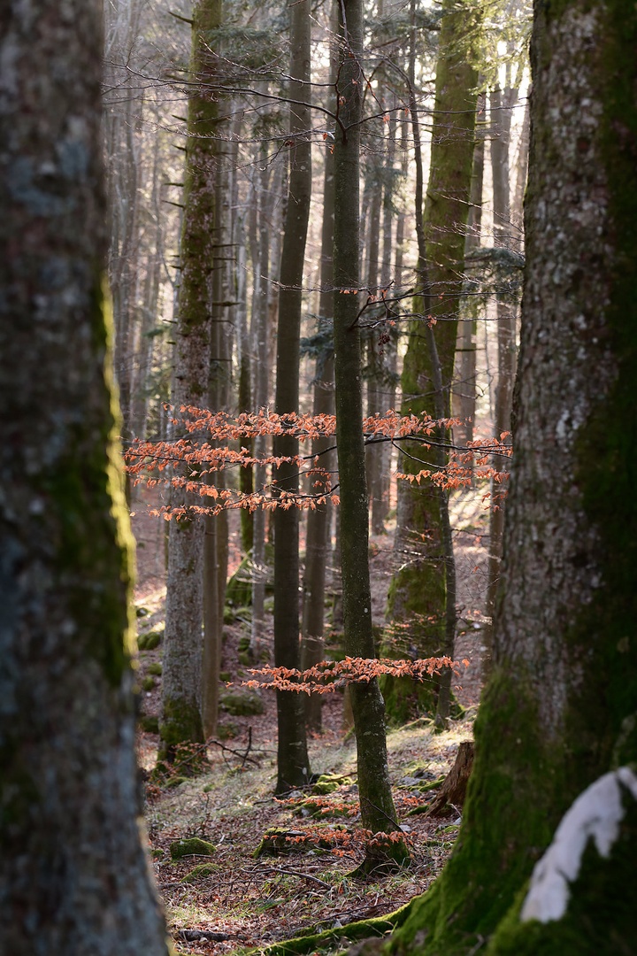 košček trnovskega gozda by Kostja Prinčič
