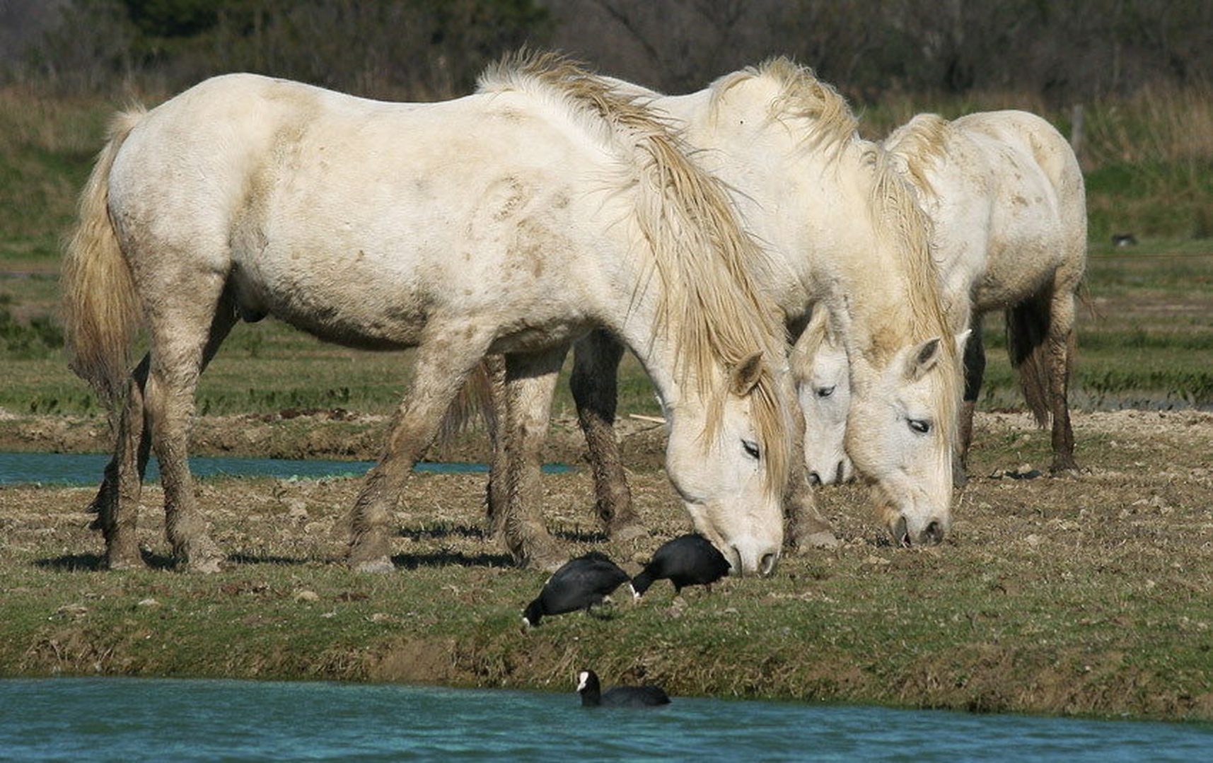 spokojno prehranjevanje by Kostja Prinčič