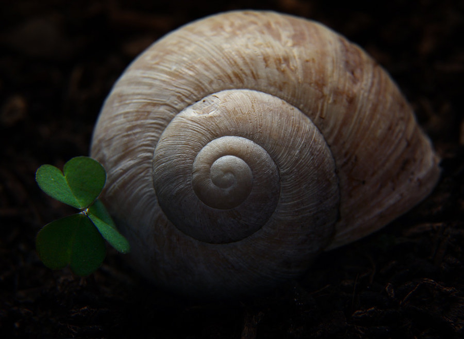 Snail grave by Kostja Prinčič