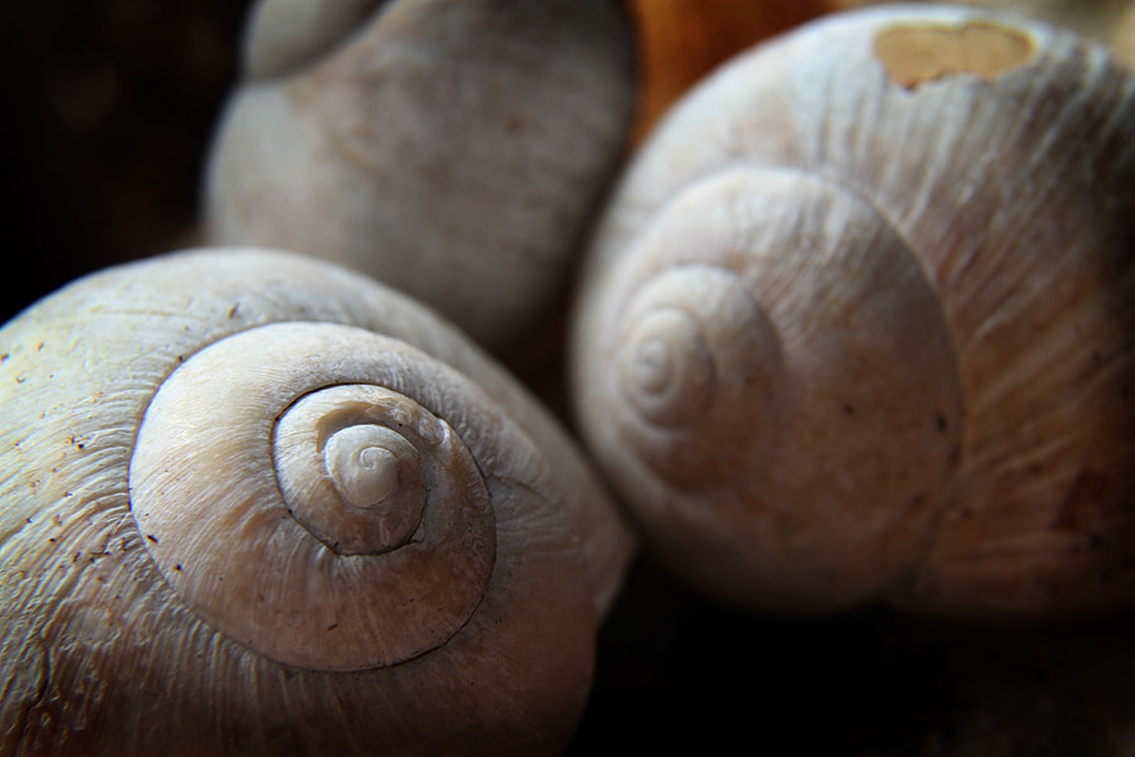 Snail Trio by Kostja Prinčič
