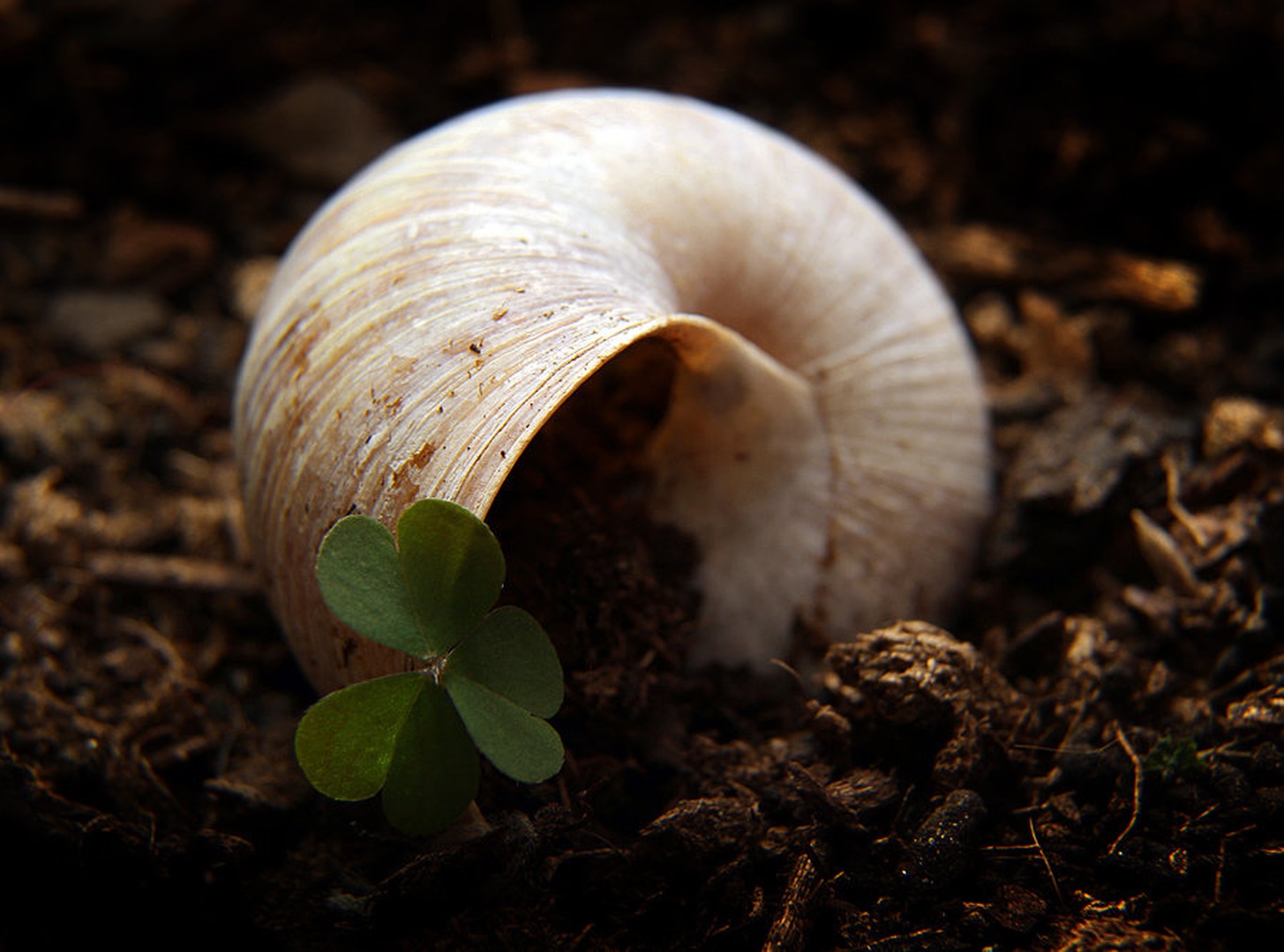 snail worm by Kostja Prinčič