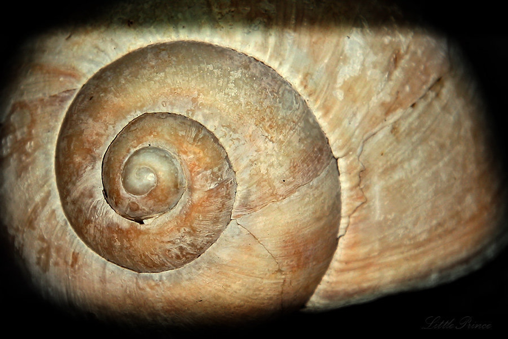 eksoSkelet by Kostja Prinčič