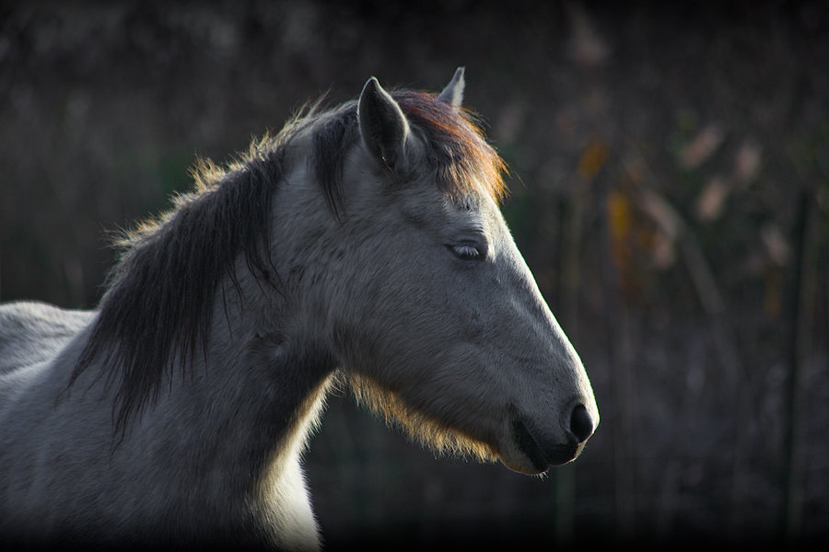 zamišljen camargue by Kostja Prinčič