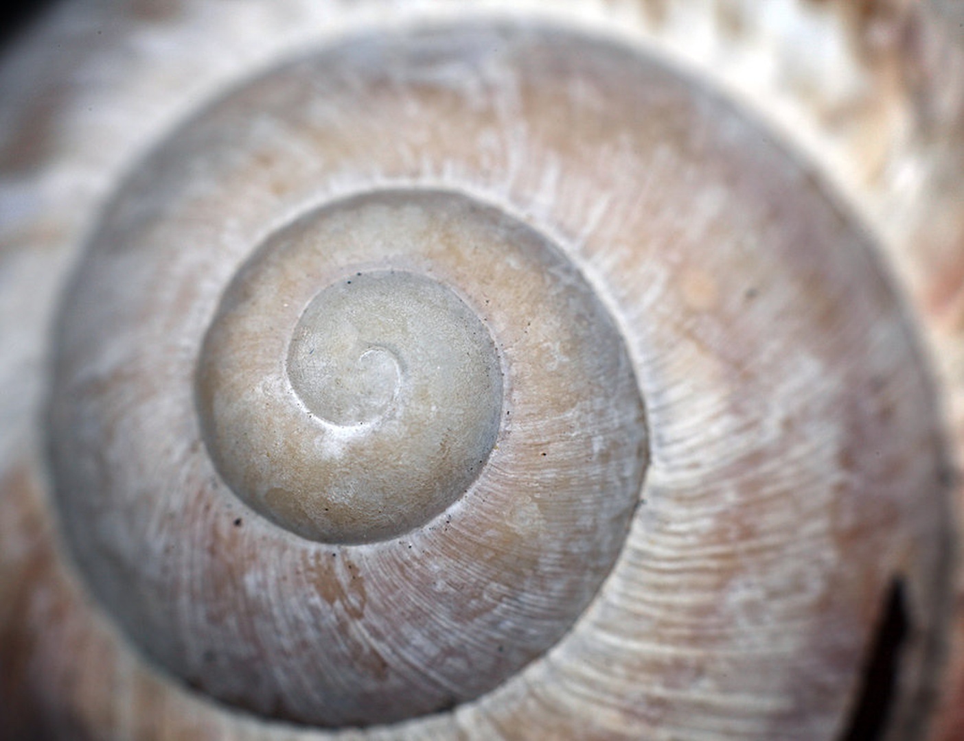spirala by Kostja Prinčič