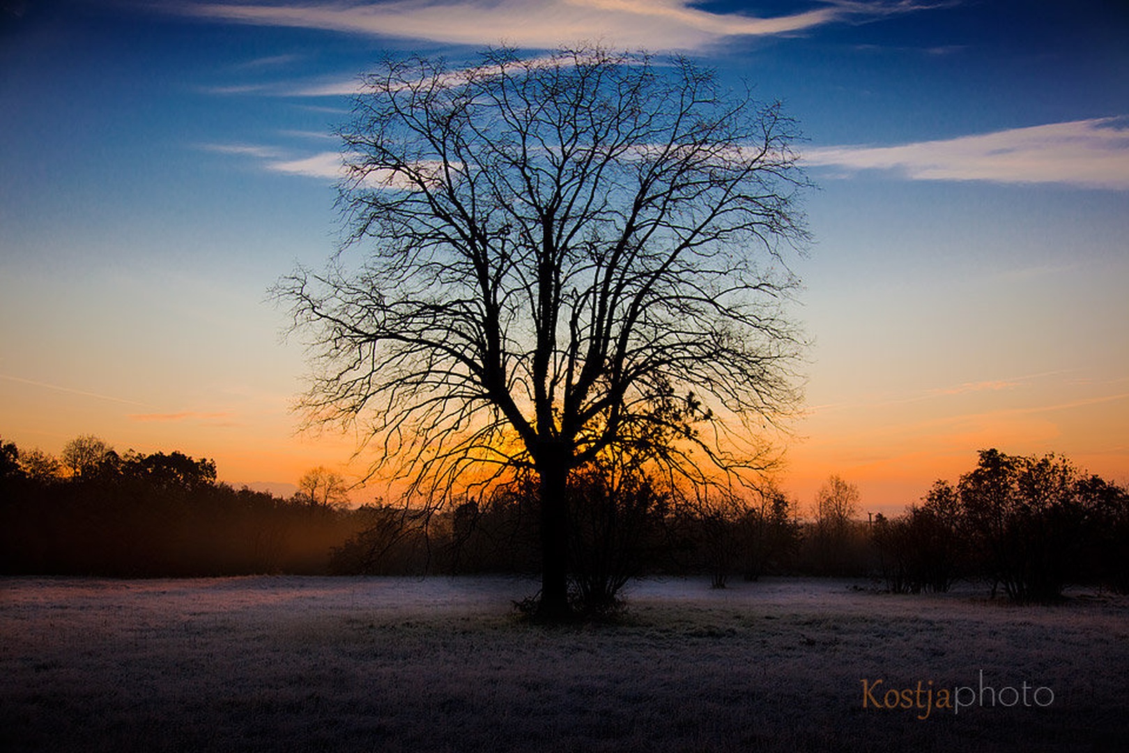 kraško jutro (tree of life) by Kostja Prinčič