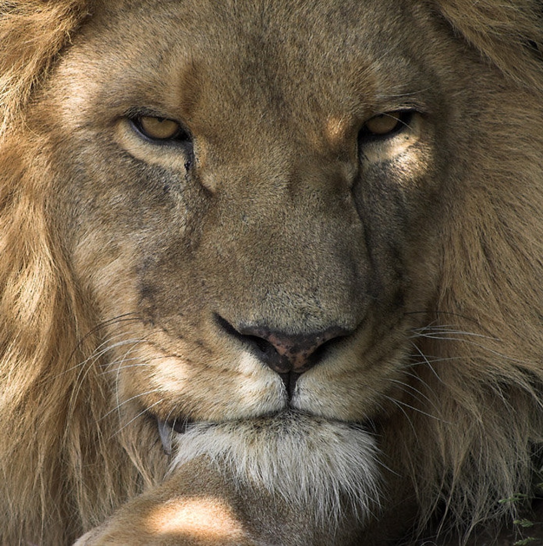 His majesty bored to death by Peter Bernik