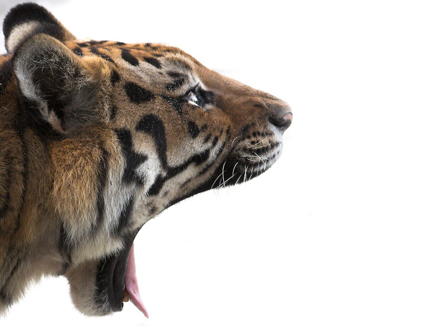 Aaaaaaaaaa... by Peter Bernik