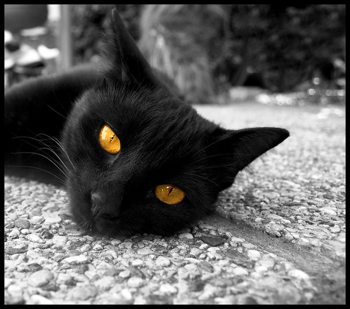 Goldeneye by Peter Bernik