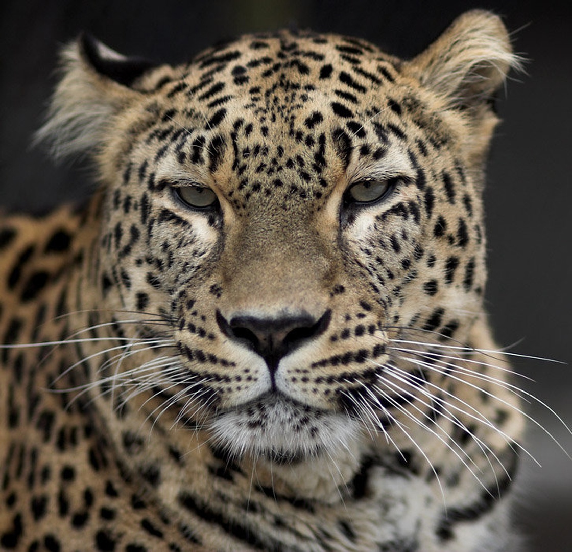 Min dof portret flegmatičnega leoparda by Peter Bernik