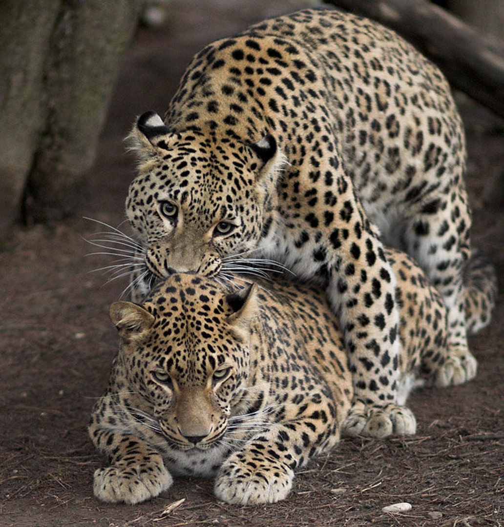 Whacha lookin' at? by Peter Bernik