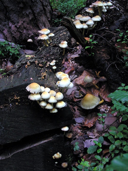 Slučajen pogled by Kobanch