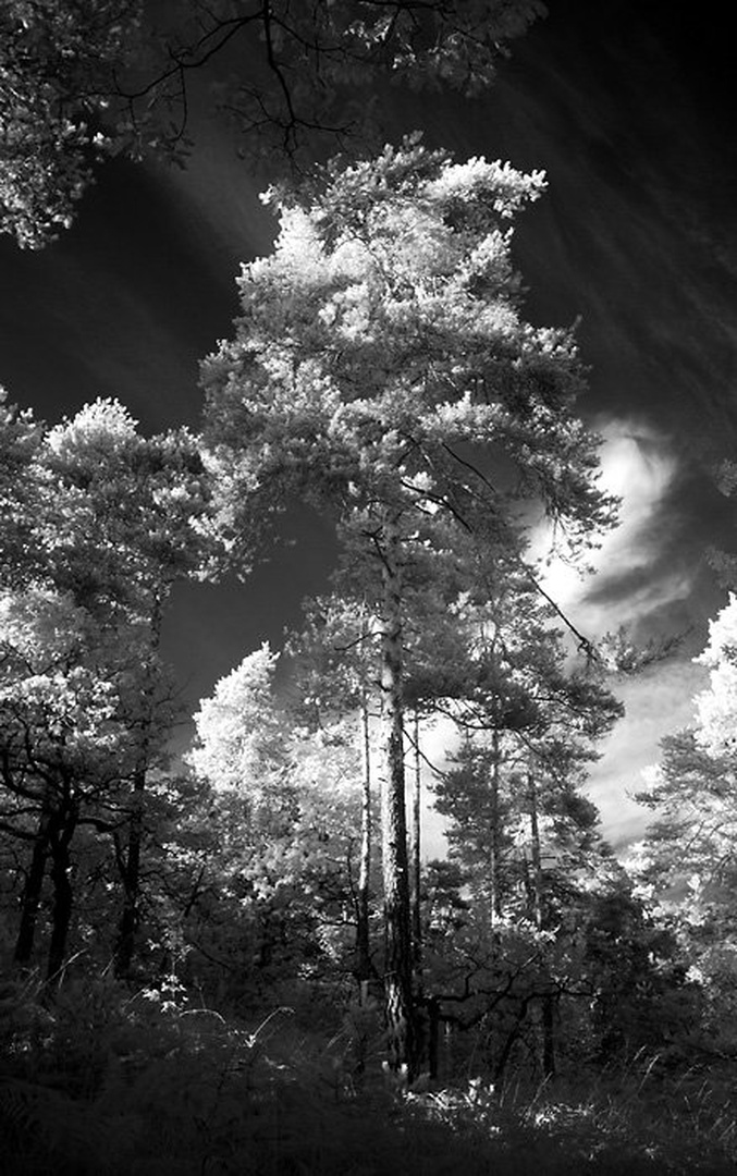 Brezgalca :) by