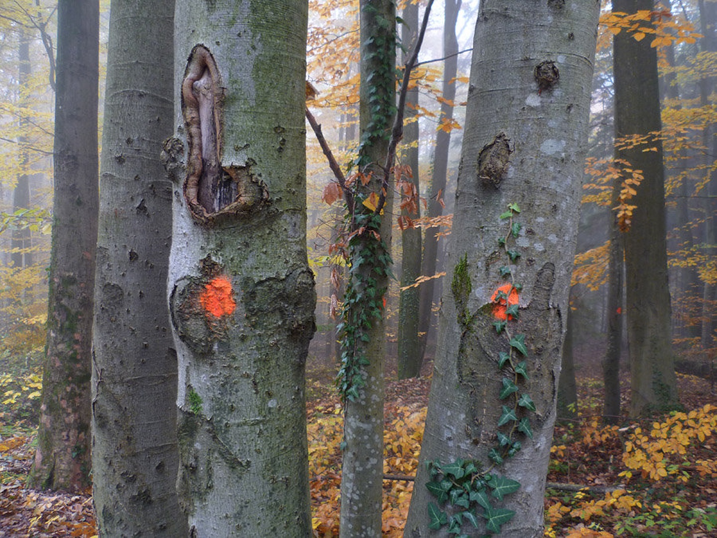 Križna Gora by