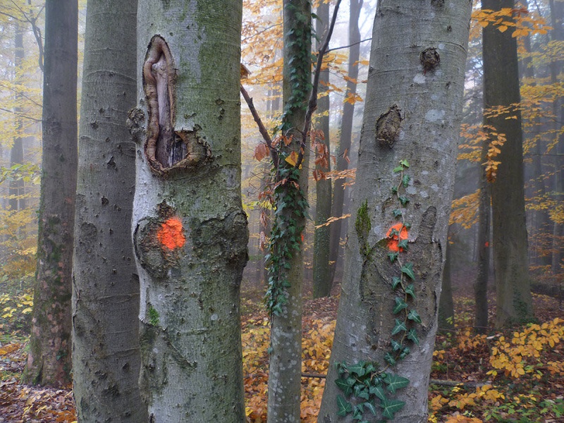 Križna Gora by Wartburg