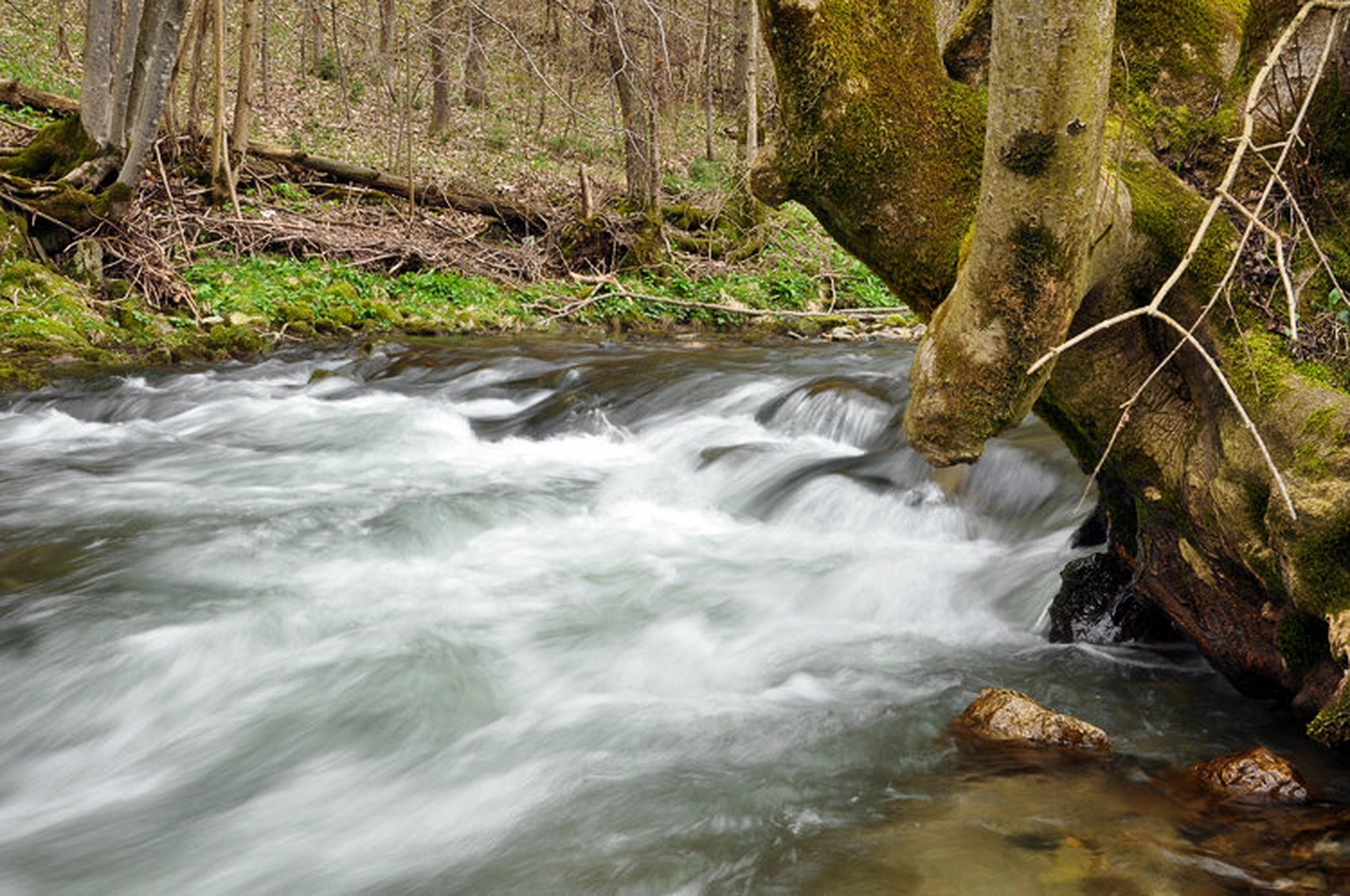 Brzice by