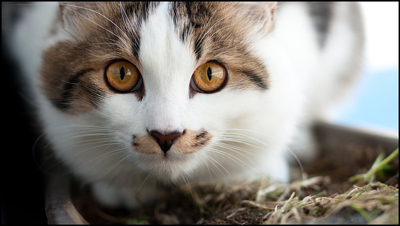 Look at me by Iztok Hvala