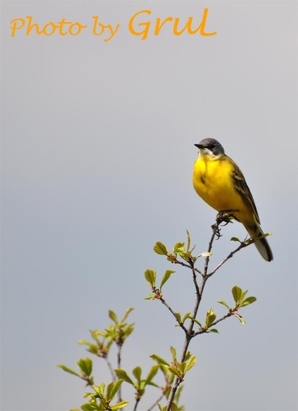 Yellow bird by Luka Gruber