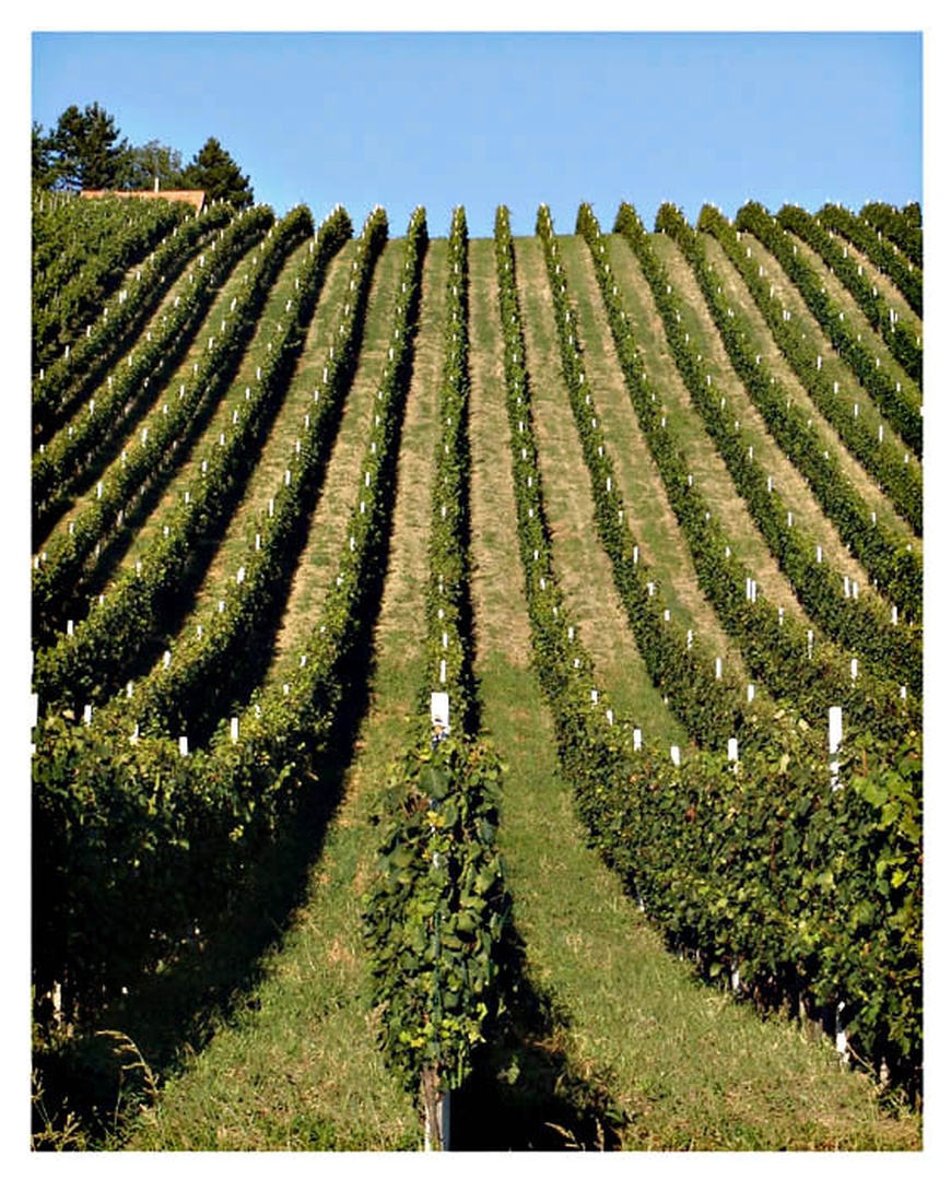 Vinograd by
