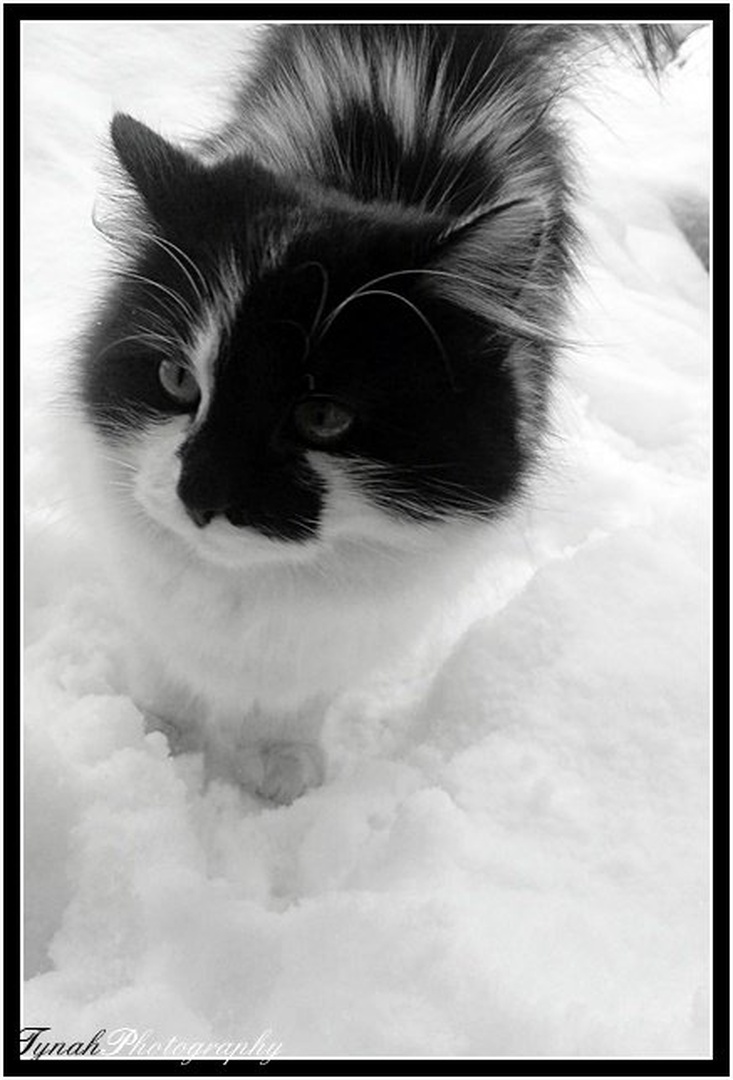 KittyCat by Tina Cink