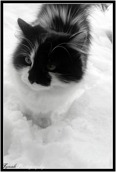 KittyCat by Tina Cink