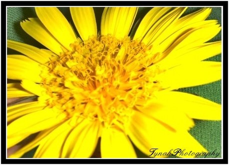 YellowDaisy by Tina Cink