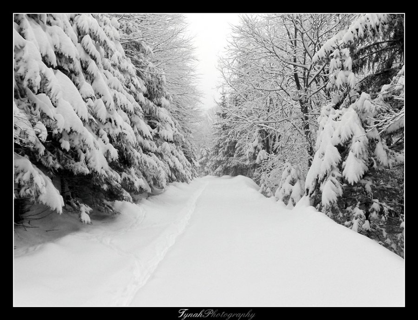 It`s winter. by Tina Cink