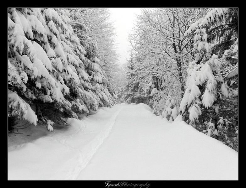 It`s winter. by Tina Cink