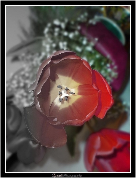 Tulipan. by Tina Cink