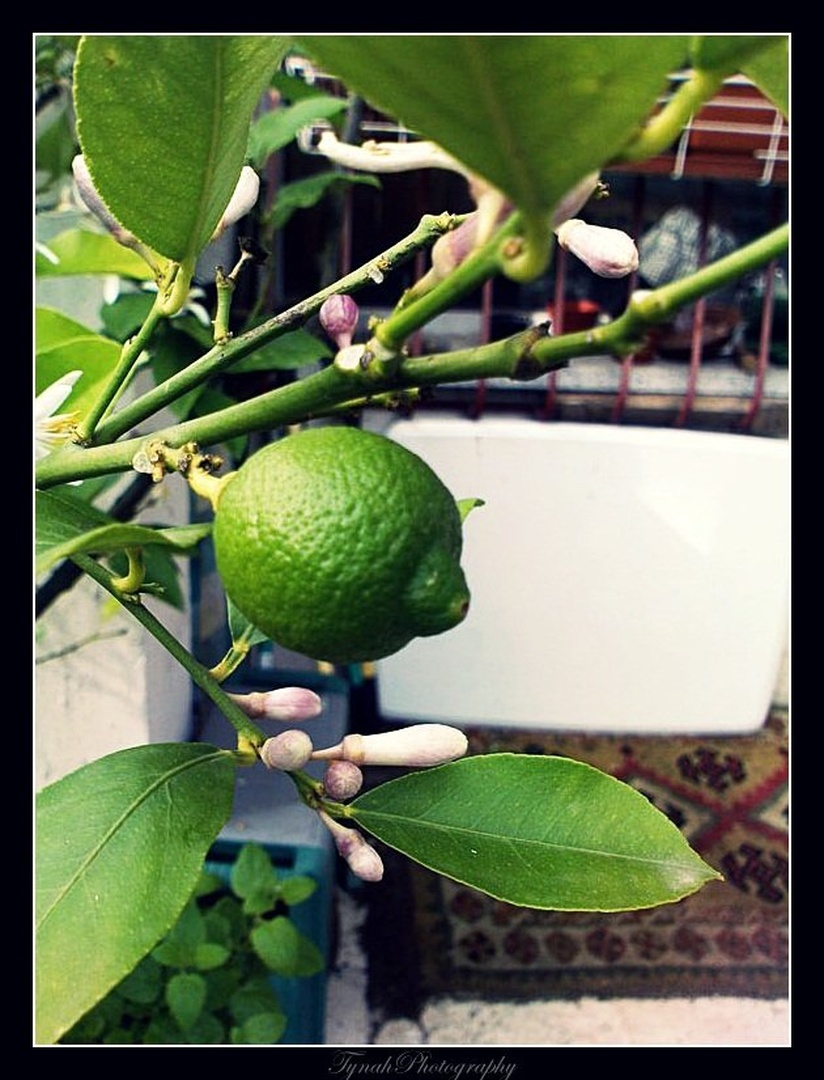 Lemon Tree by Tina Cink