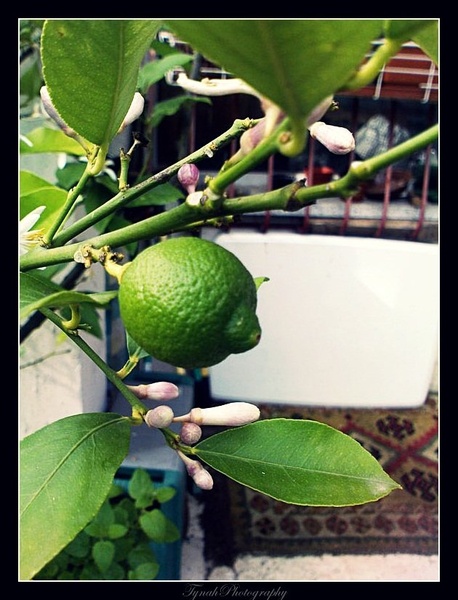 Lemon Tree by Tina Cink