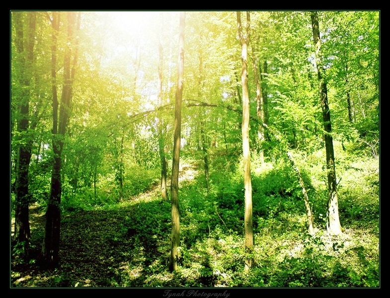 Forest. Rainbow three by Tina Cink