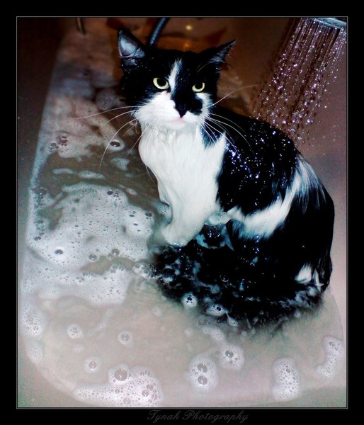Wet kittycat by Tina Cink