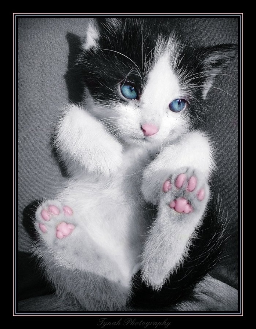 MeooooWww. by Tina Cink
