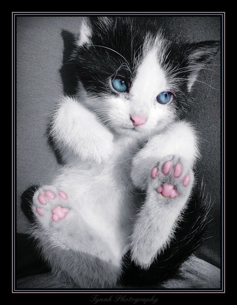 MeooooWww. by Tina Cink
