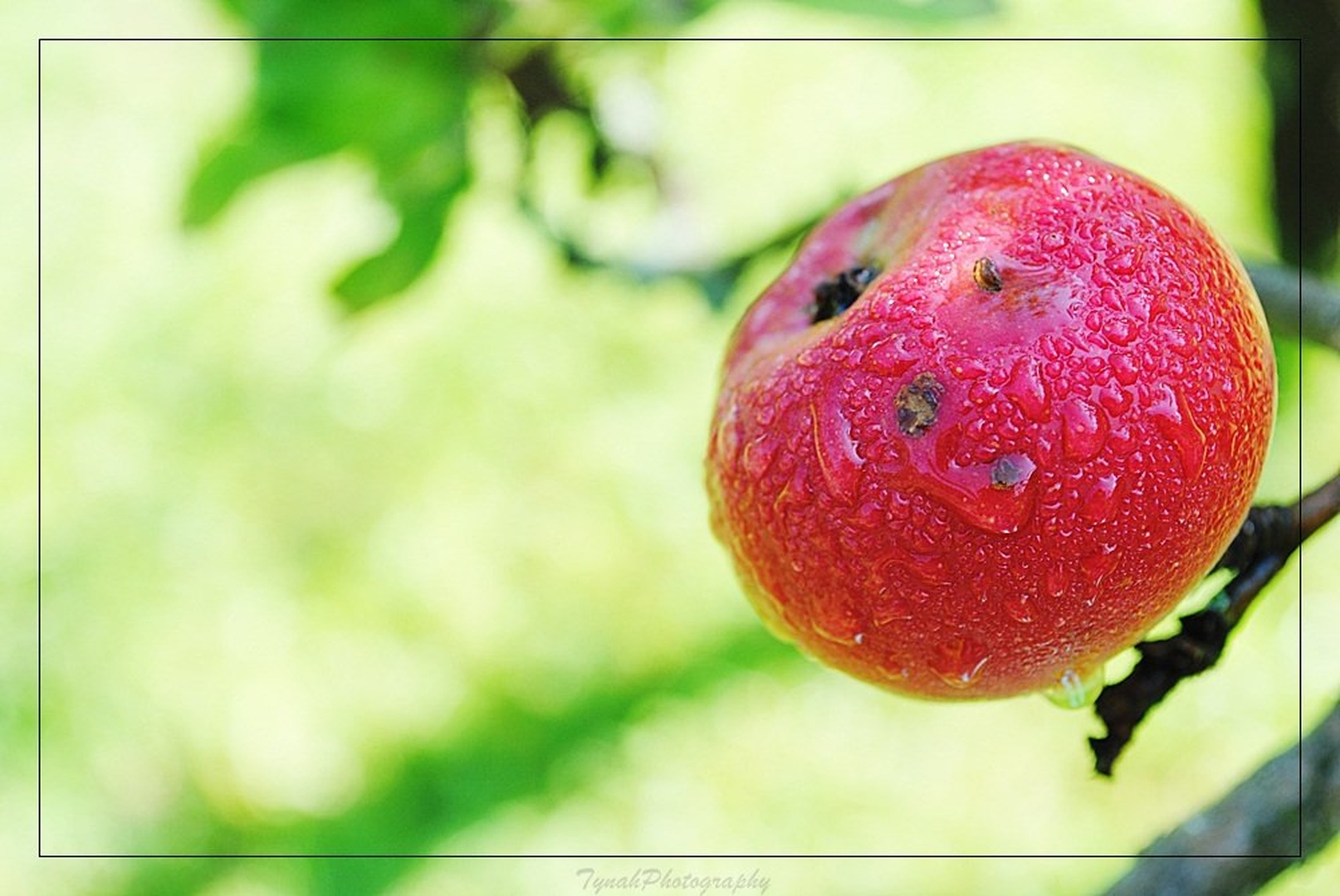 Apple by Tina Cink