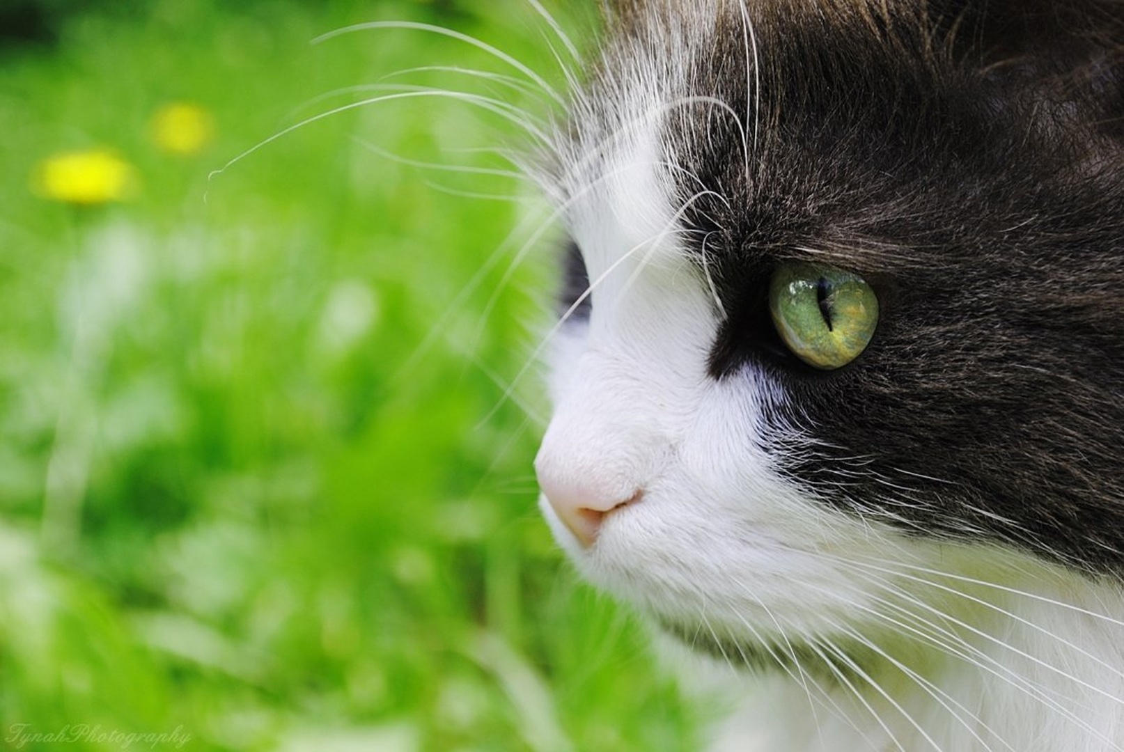 Oli. by Tina Cink