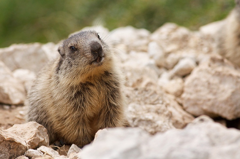 Alpski svizec (Marmota marmota) by Matej Brus