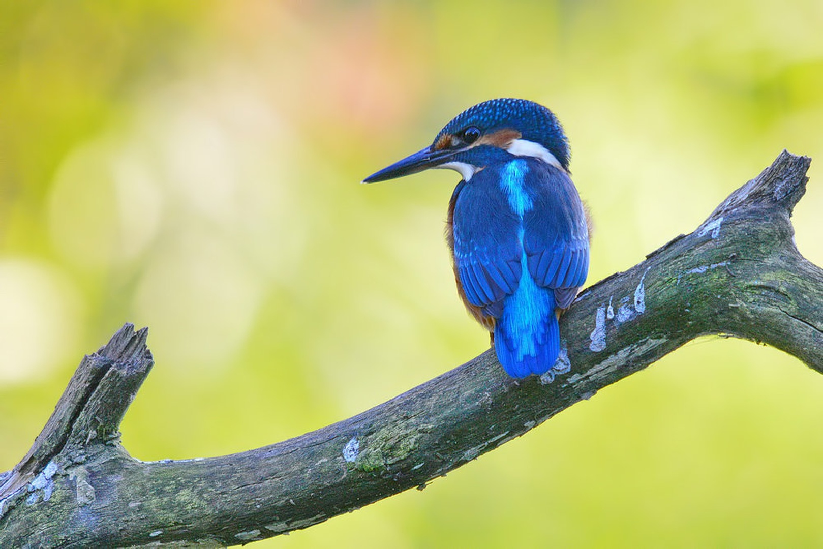 blue by davorin munda