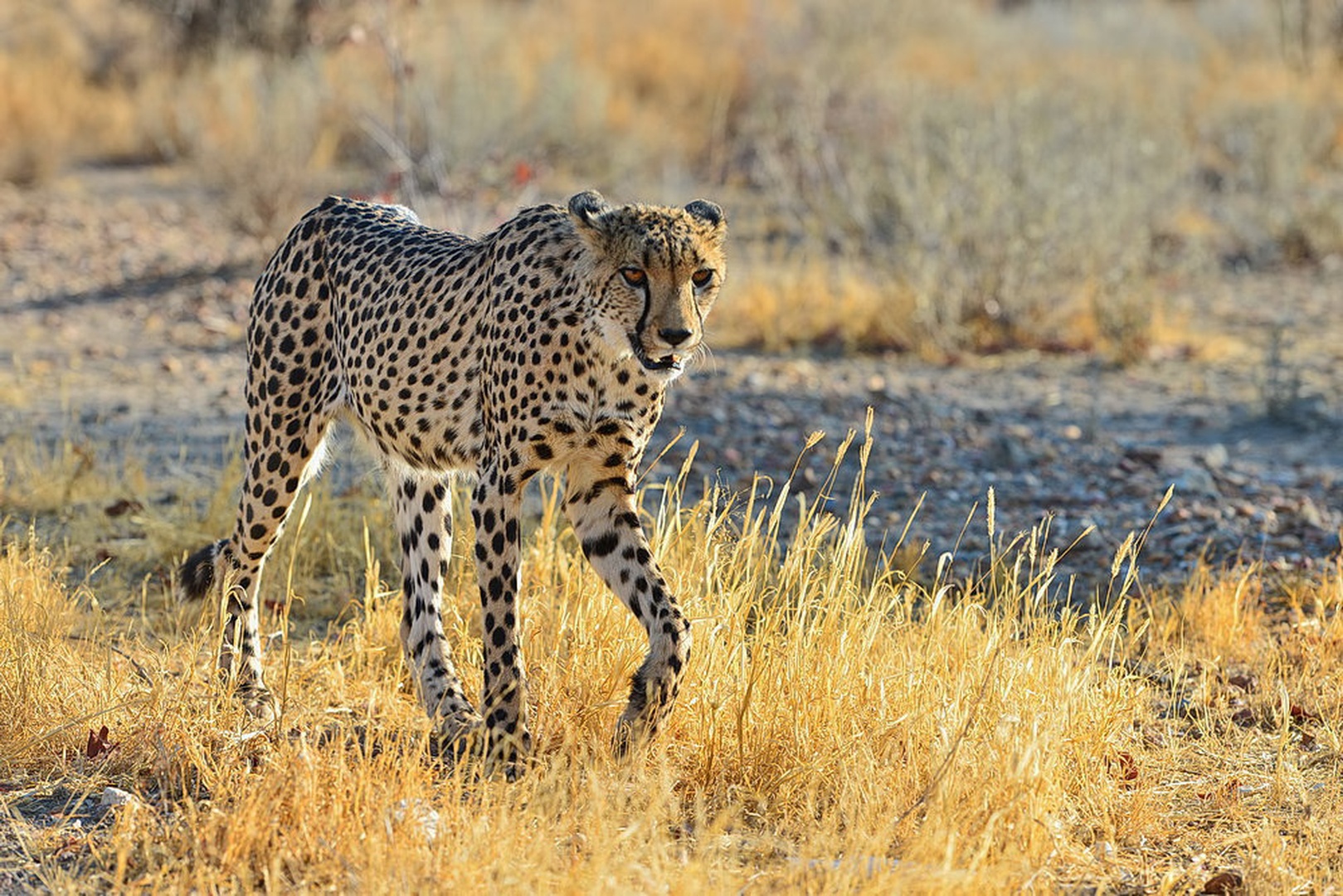 Gepard by davorin munda