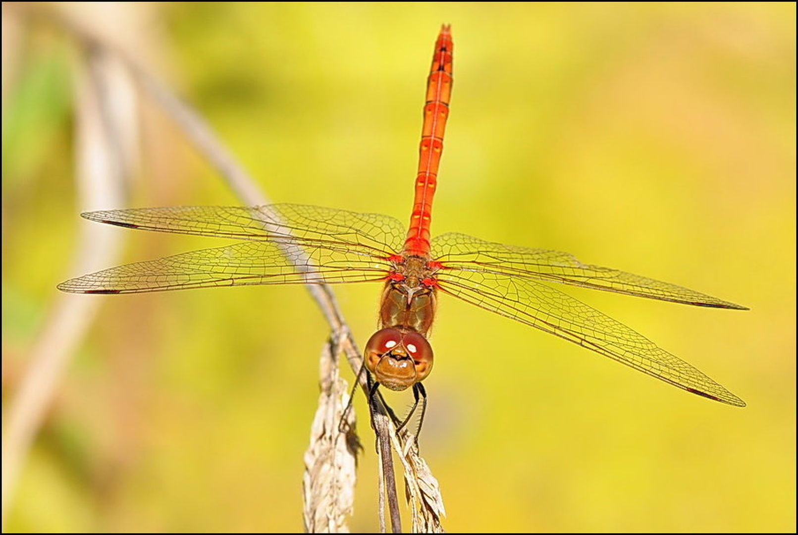 Red arrow by davorin munda