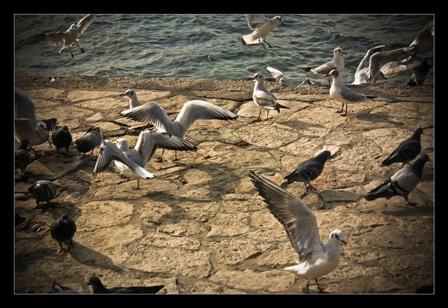 Galebi by