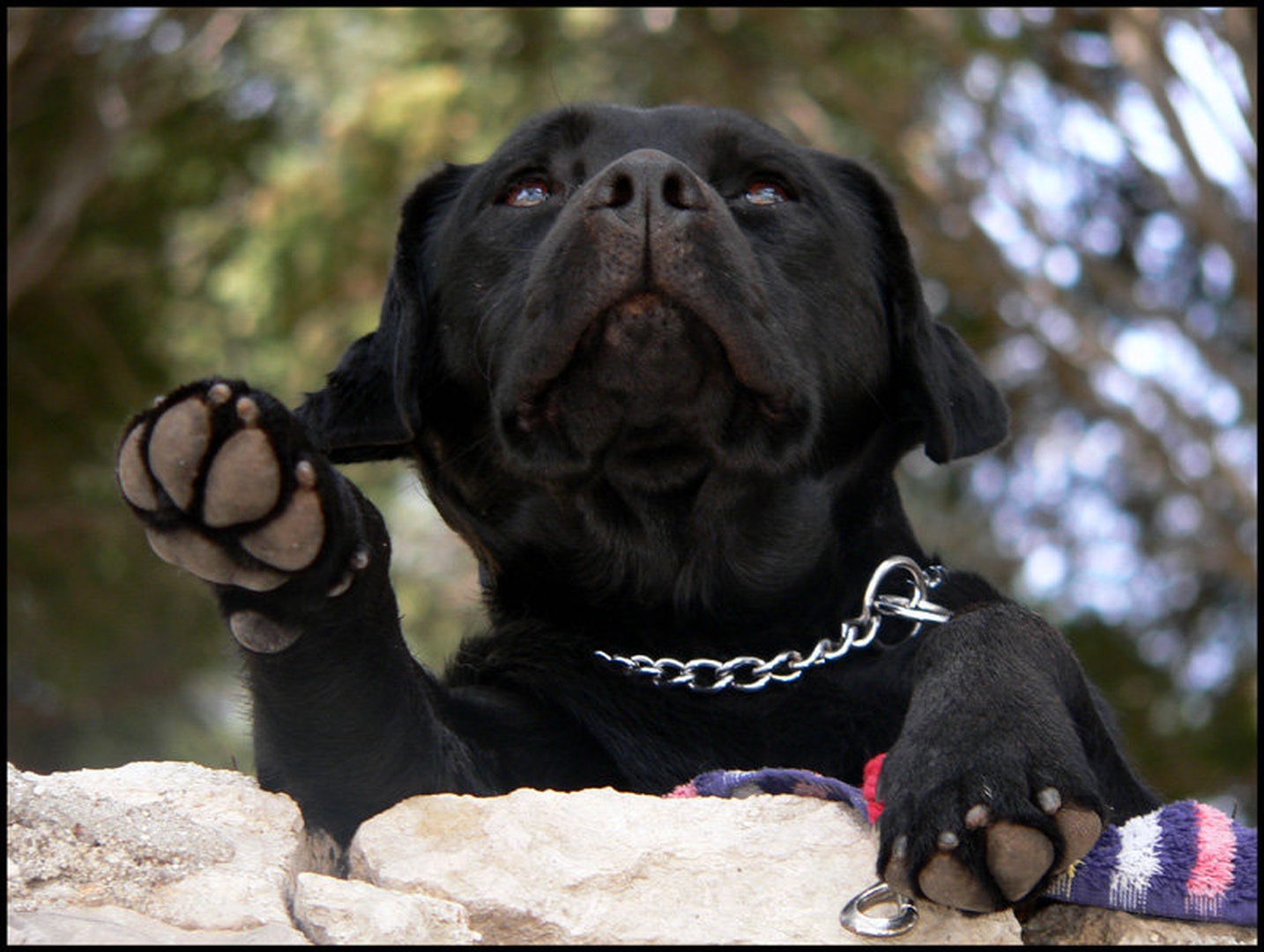 Balu by