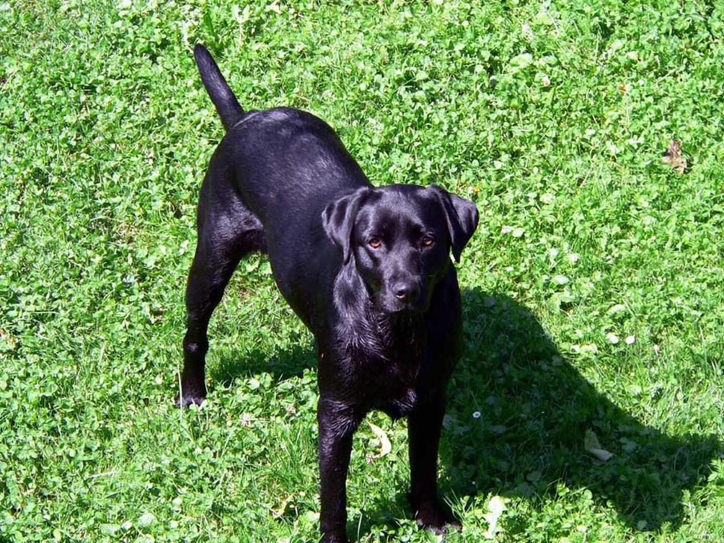 Balu by